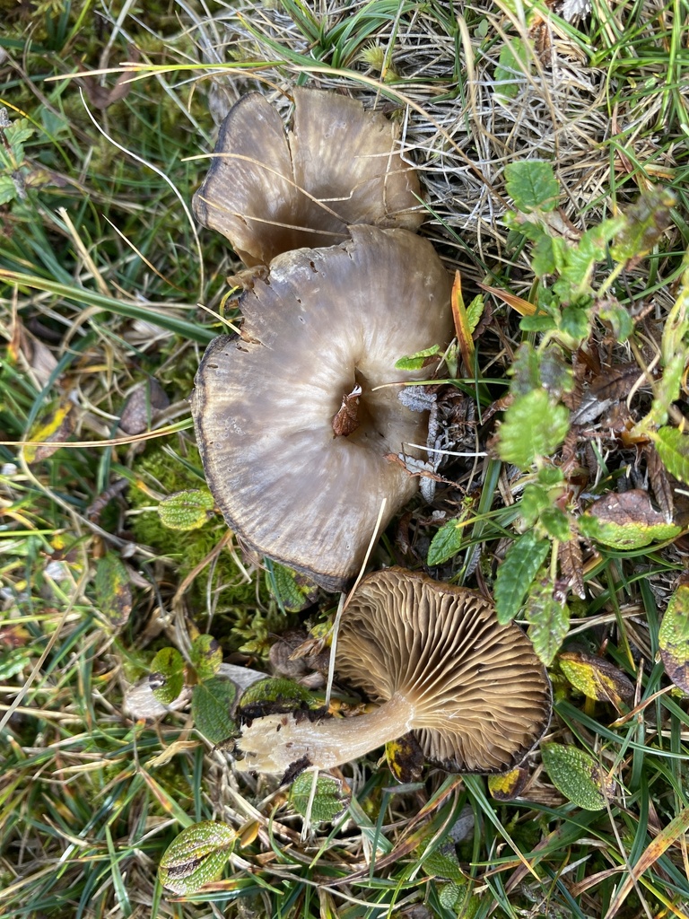 Clitocybe concava