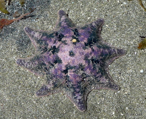 Carpet Sea Star, photo 7 of 10