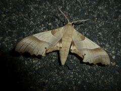 Marumba quercus