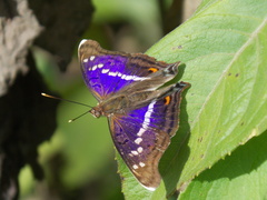 Doxocopa thoe