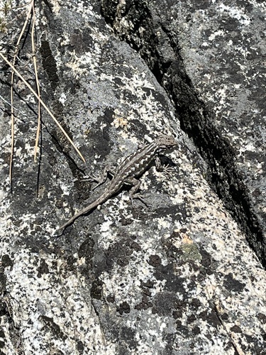 iNaturalist observation photo of Common Sagebrush Lizard