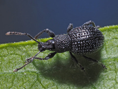 Otiorhynchus pinastri