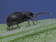 Otiorhynchus pinastri