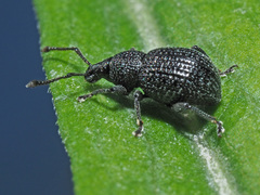 Otiorhynchus pinastri