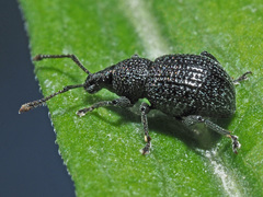 Otiorhynchus pinastri