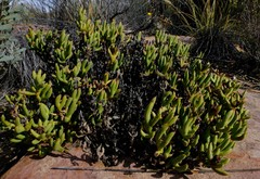 Esterhuysenia mucronata