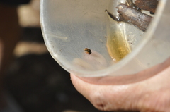 Eleutherodactylus iberia