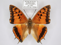 Charaxes boueti boueti