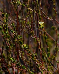 Lachnaea gracilis