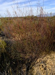 Lachnaea gracilis