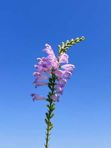Physostegia virginiana
