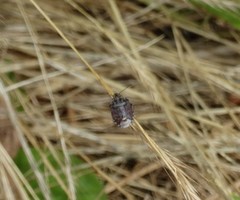 Holcogaster fibulata