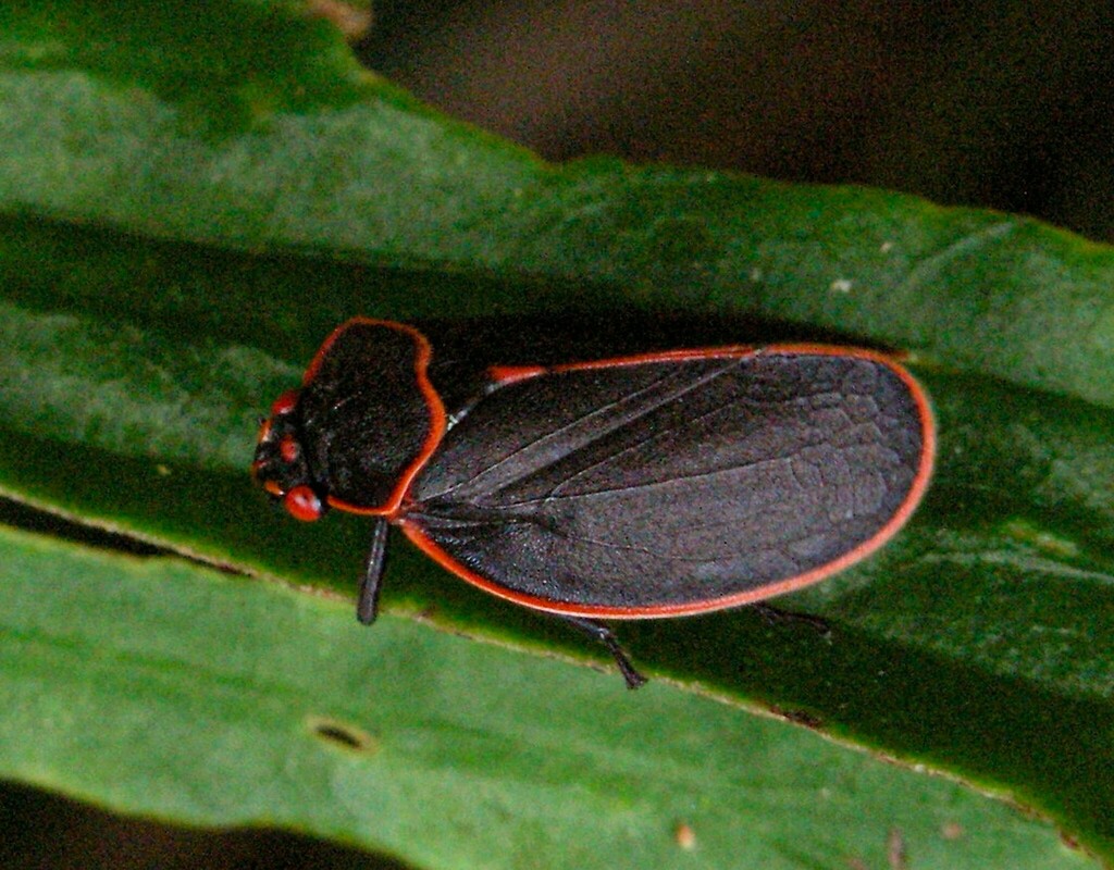 Iphirhina limbata