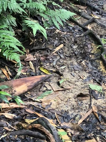 Amazon False Fer-de-lance