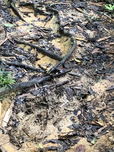 Amazon False Fer-de-lance
