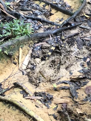 Amazon False Fer-de-lance