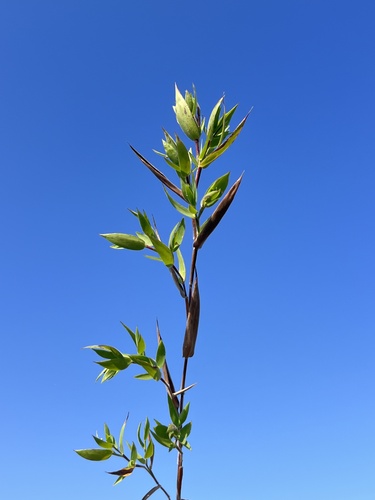 Image of Dichanthelium scoparium by (c) Nathan Aaron, some rights reserved (CC BY)