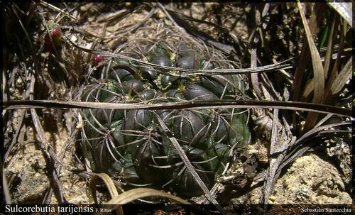 Weingartia oligacantha
