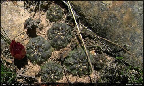 Weingartia oligacantha