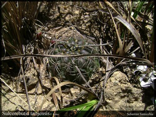 Weingartia oligacantha
