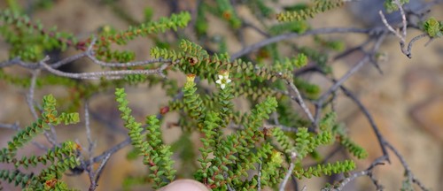 Macrostylis tenuis
