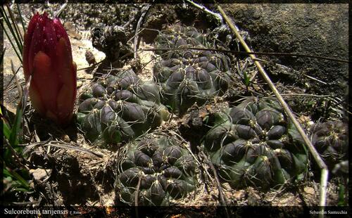 Weingartia oligacantha