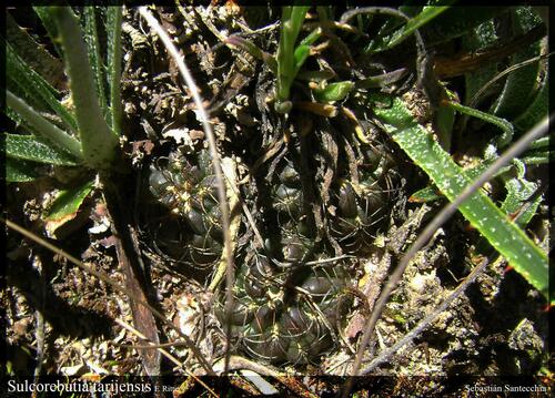 Weingartia oligacantha