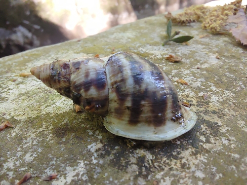 Drymaeus dunkeri