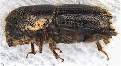 Ips calligraphus