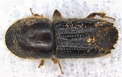 Ips calligraphus