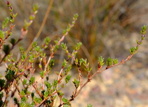 Dry Daggapit (Nenax elsieae)