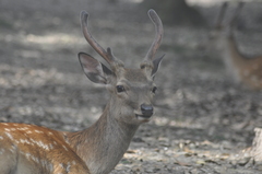 Cervus nippon