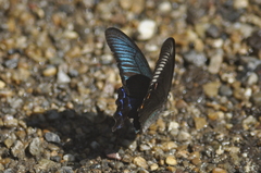 Papilio dehaanii