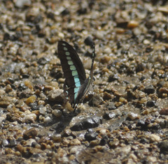 Graphium sarpedon nipponum