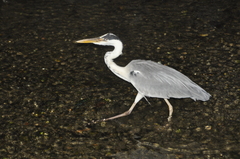 Ardea cinerea