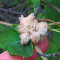 Ampelomyia vitiscoryloides