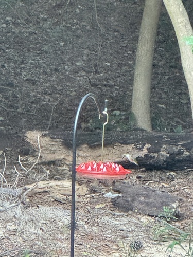 Ruby-throated Hummingbird photographed in Delaware