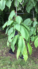 Prunus avium