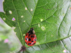 Harmonia axyridis