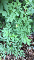 Sambucus nigra