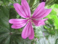 Malva sylvestris