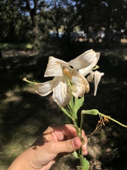 Lilium candidum