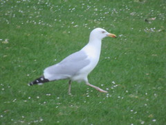 Larus argentatus
