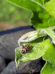 Deraeocoris flavilinea