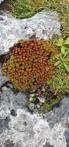 Image of Saxifraga Rosacea (Saxifraga rosacea) by (c) Tania Walisch, some rights reserved (CC BY)