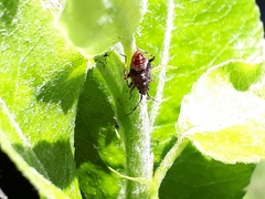 Deraeocoris flavilinea