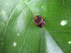 Harmonia axyridis