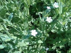Cerastium davuricum