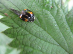 Harmonia axyridis