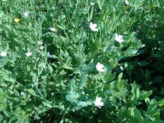 Cerastium davuricum